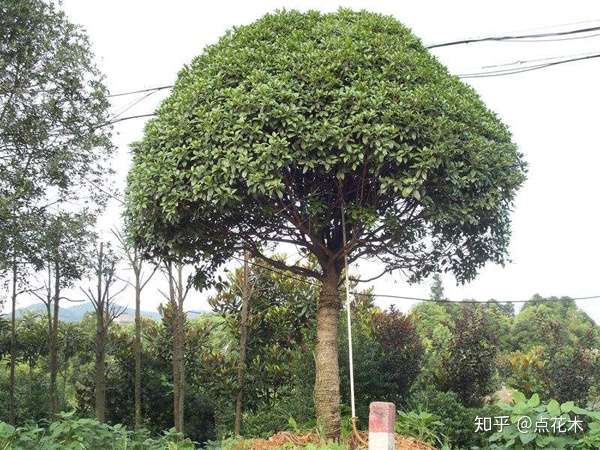 桂花树栽培技术 知乎