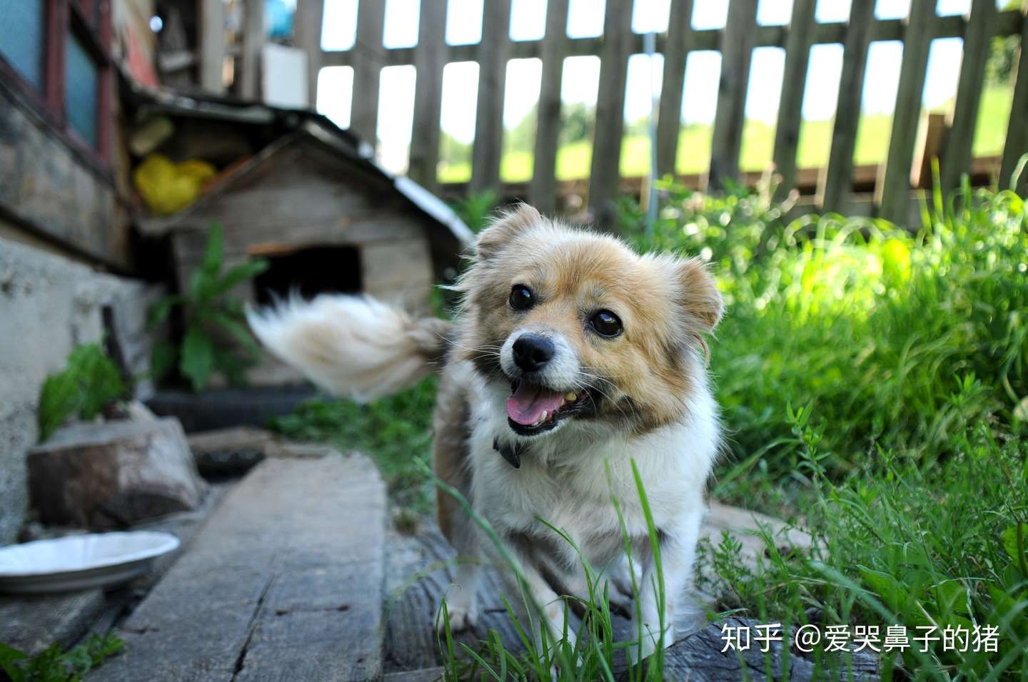 香味的羁绊 宠物精油的功效及其应用简介 知乎