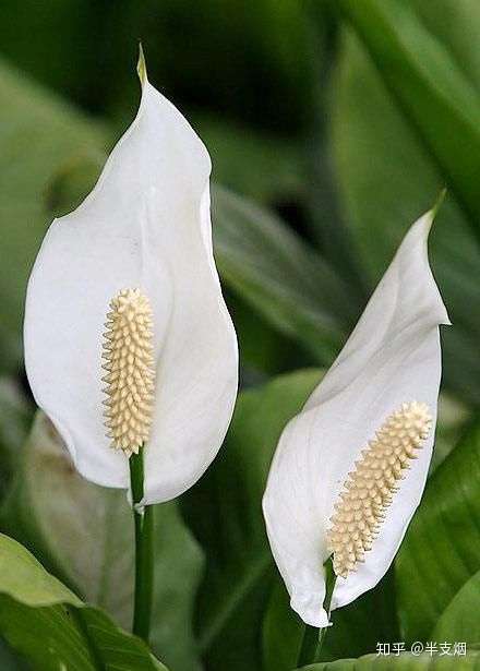 有一种花中间有一朵白色花里面有一颗狼牙棒状的是什么花?