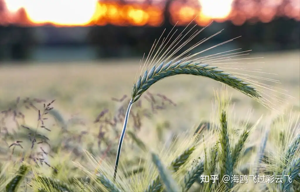 送陈章甫》 李颀〔唐代〕 四月南风大麦黄，枣花未落桐叶长。 青山朝别