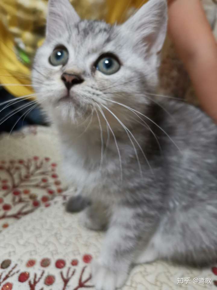 鱼骨刺和银渐层的区别,顺便问一下我家小可爱是什么品种?