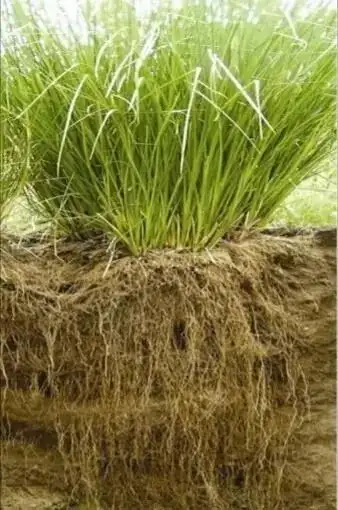 精油能量 | 岩兰草