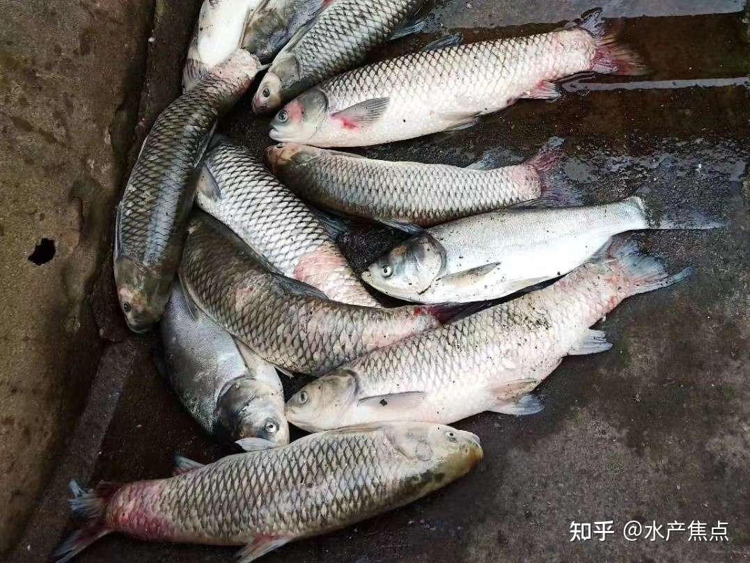草鱼的黑色 五月 养殖朋友不能 躺养 知乎