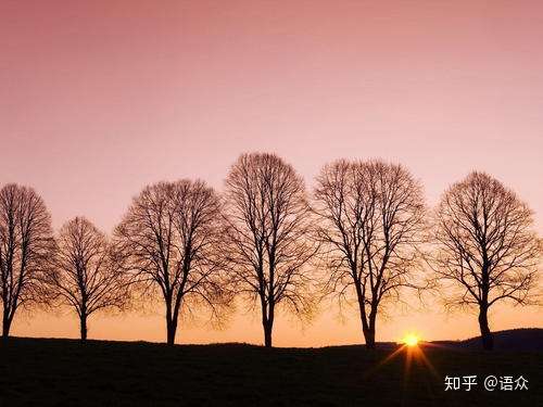 一棵树的生长过程 以及人的类比 知乎