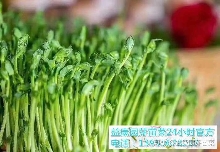 益康园芽苗菜种植技术老师介绍豌豆苗如何进行无土栽培 知乎