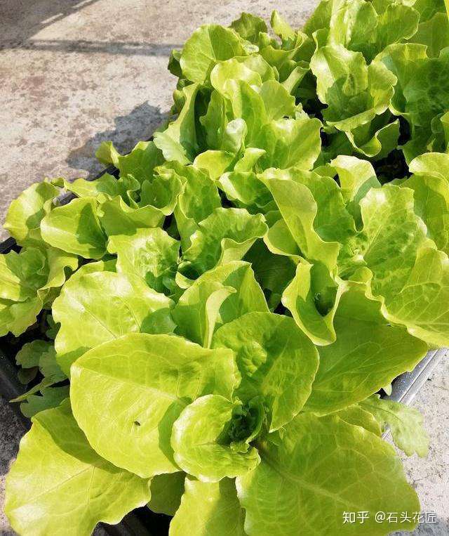 阳台 种点 蔬菜自给自足 15天就可以采摘 不用出门买菜了 知乎 阳台 种点 蔬菜自给自足 15天就可以采摘 不用出门买菜了 知乎