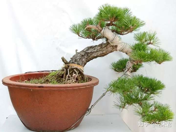 黑松盆景的鉴赏以及制作造型的7点注意事项 知乎