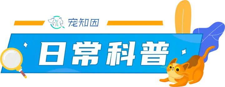 柯基的秘密，你了解多少？”