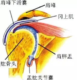 肩周炎有哪些症狀:肩周炎是肩關節周圍肌肉,肌腱,滑囊和關節囊等軟