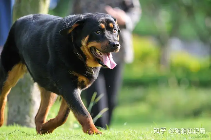 为什么我的罗威纳毛色不亮 知乎