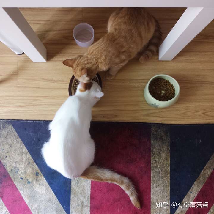 猫会哭吗 知乎