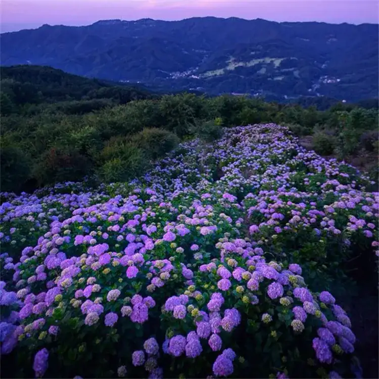 绣球花 萤火虫 风铃祭 雨伞天空 在日本の盛夏赴一场清新之约 知乎