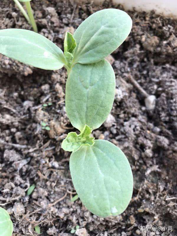 自己动手种水果 盆栽西瓜不要错过 知乎