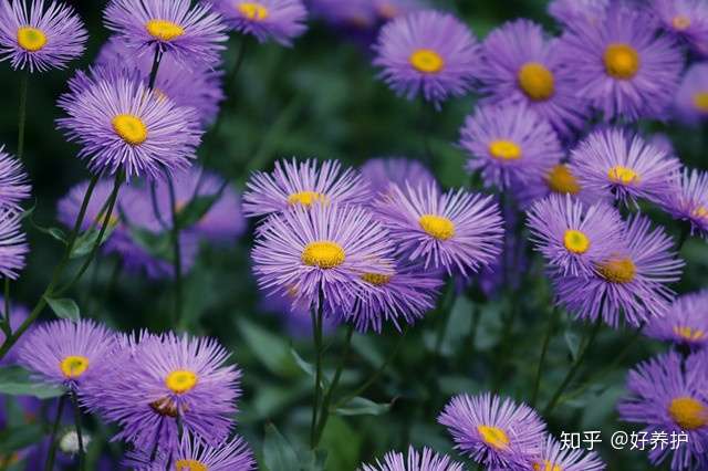 10种最美的紫色花 你喜欢哪一款 知乎