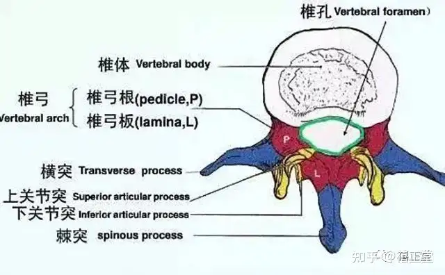 腰椎的解剖结构及图示 知乎