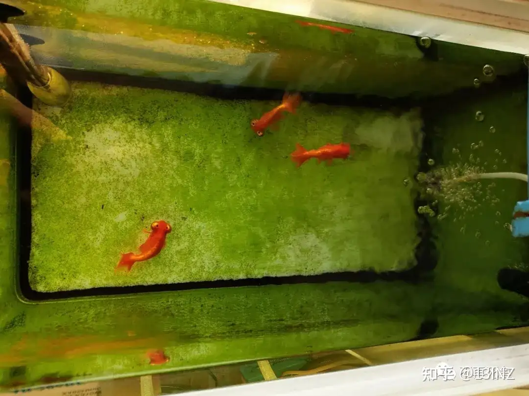 金鱼鱼病诊断与治疗大全 知乎 金鱼鱼病诊断与治疗大全 知乎