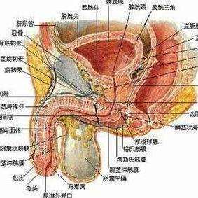 v2-b6919abb1098c2f73a5b1c2bc003b81b_qhd.jpg