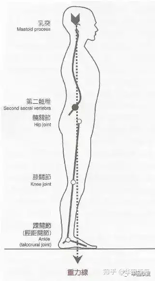 肩峰,躯干中间,股骨大转子,膝关节及外踝稍前方应在一条垂直重力线上