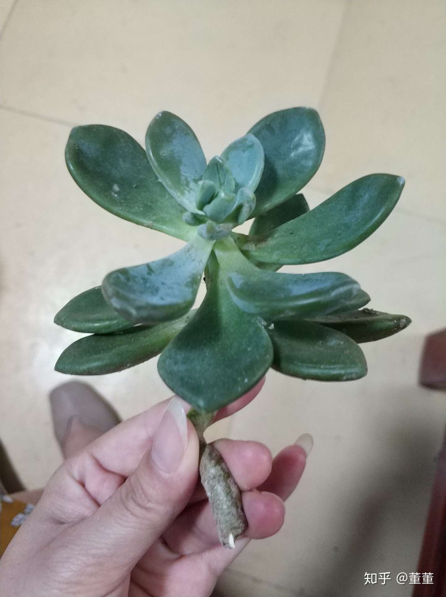 丑多肉和徒长的多肉怎样变美记 知乎
