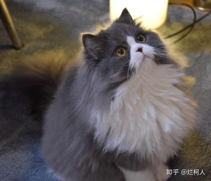 为什么我的两只纯色短毛蓝猫生出了一只长毛的蓝白猫?