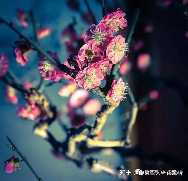 27句 菜根谭 经典励志名句解析 闲看庭前花开花落 知乎