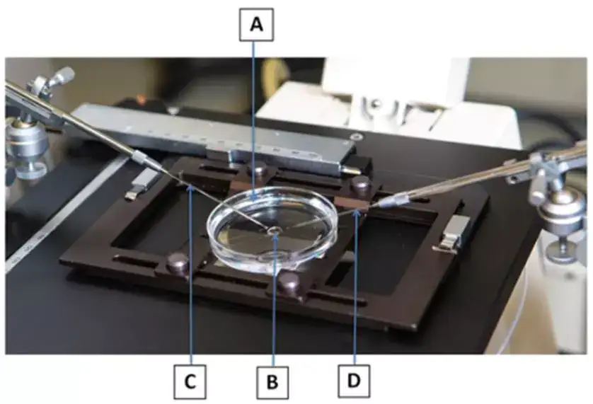 干货 显微注射 跨越百年的不老传奇 知乎