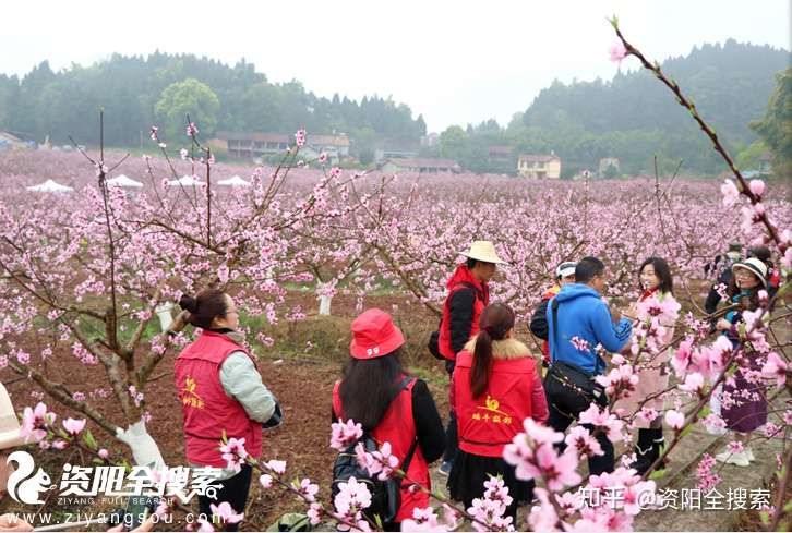 桃花朵朵开 雁江等你来 桃花节活动在九曲禾川 心语 知乎