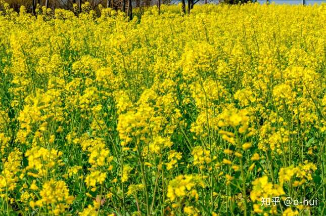 你知道吗 原来油菜花的花语和象征寓意是这样的 知乎