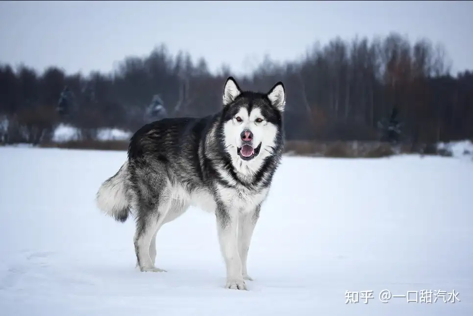 阿拉斯加犬为什么会口臭 出现时就要注意了 知乎
