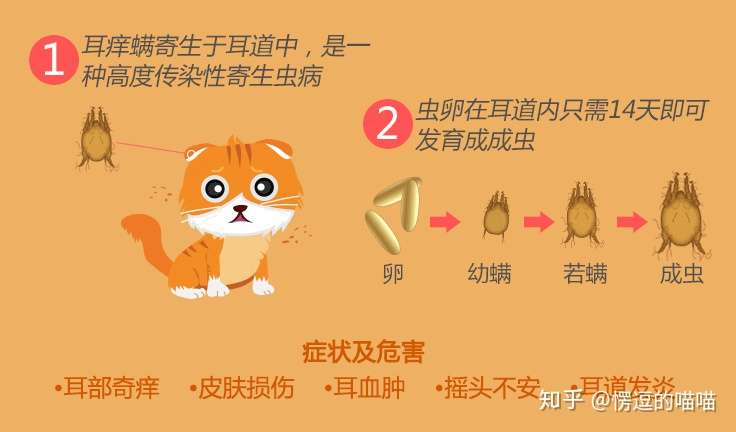 猫咪体外驱虫 全面篇 知乎