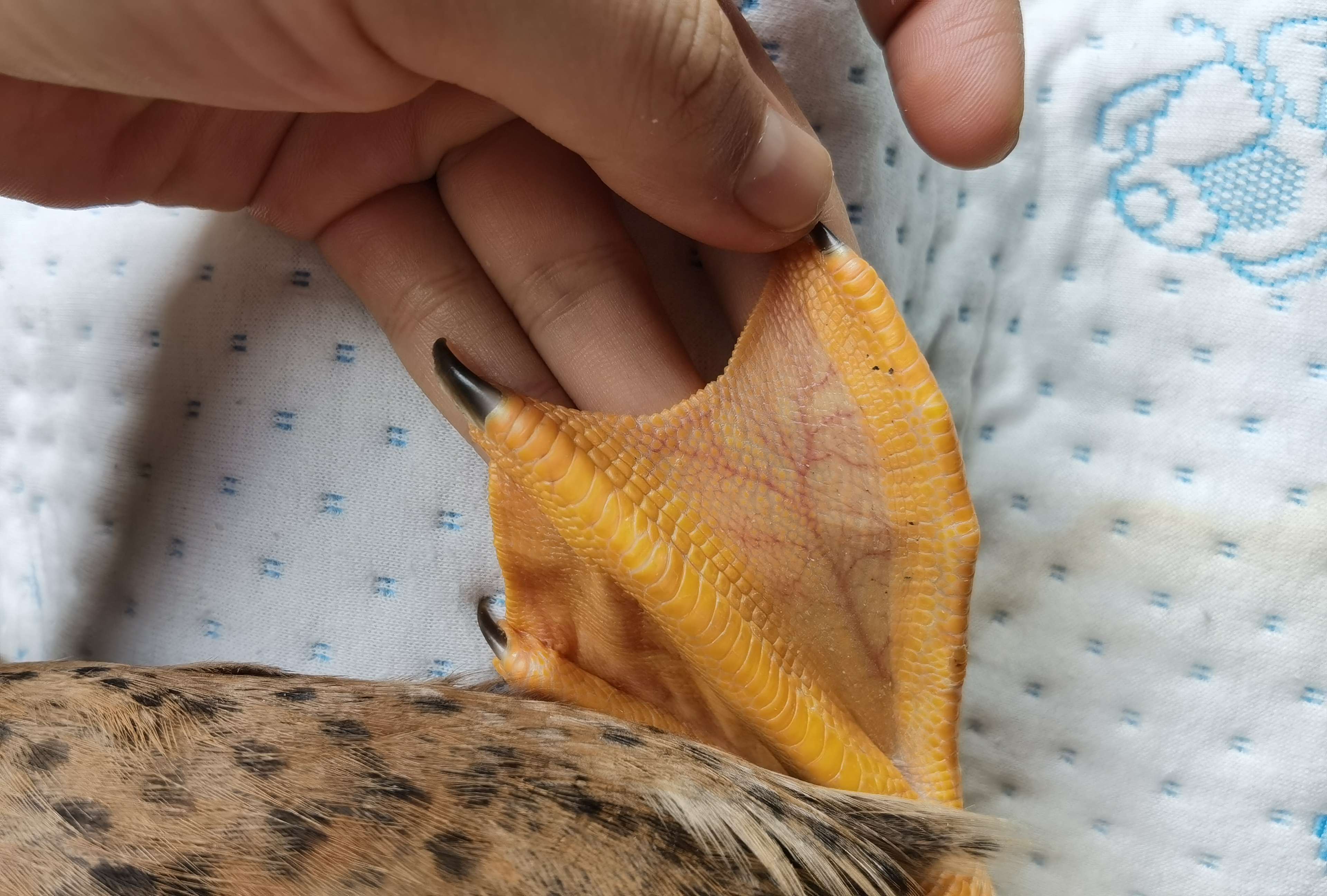 大泡泡 的想法: 书上不容易见到的关于鸭子的冷知识: 鸭… - 知乎