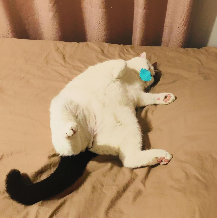 猫咪生命的定时炸弹,猫肥厚性心肌病与动脉血栓,中西结合疗法救治,1+
