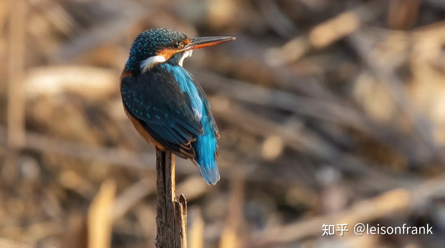 佳能EF 300mm f/4L IS USM - 知乎