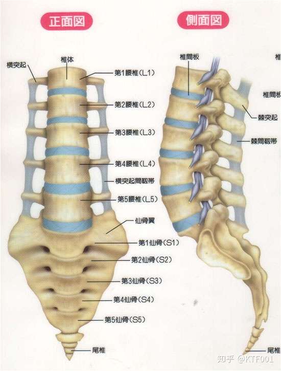 7步缓解下背部疼痛 知乎