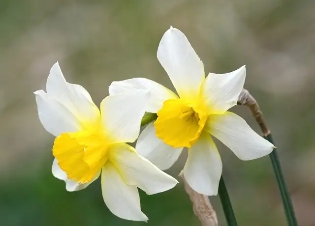 这八种花有毒 别听花店老板忽悠 再好看也不要买 知乎