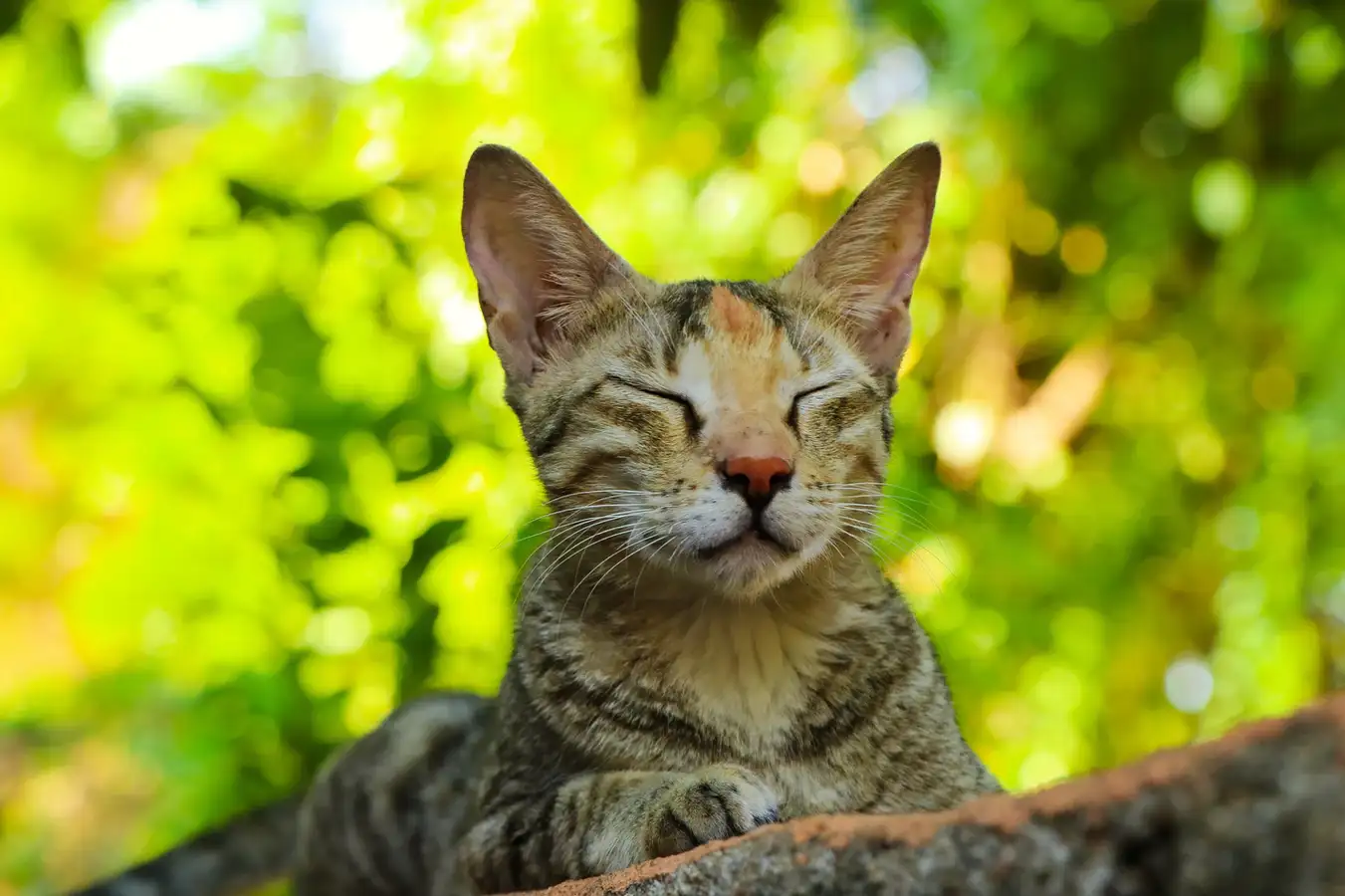 春日冷暖猫先知 猫的入春注意事项 知乎