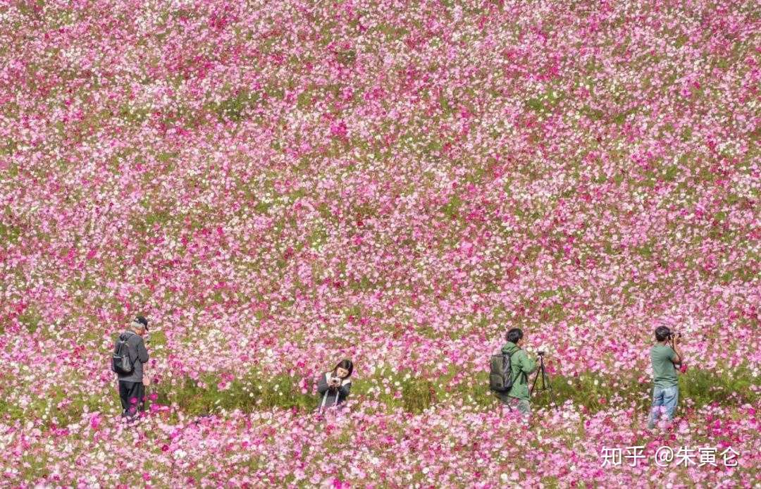 赏樱观枫都有期 但东京边的这片绚烂花海四季花开 99 的国人没去过 知乎