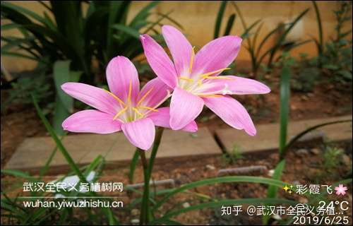 家庭园艺 神秘花精灵 不畏风雨 夏日专业爆花 知乎