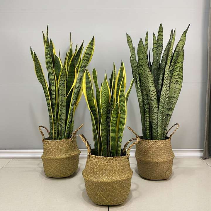 吸收甲醛的室内植物（这5种绿植清新脱俗）插图(5)