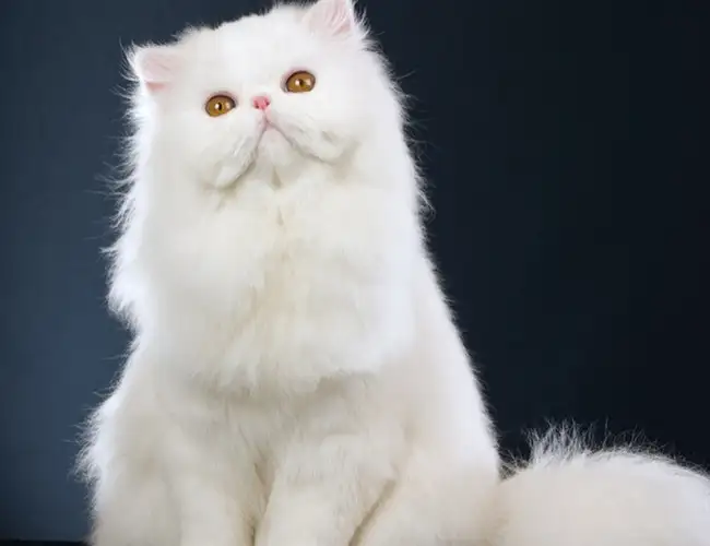 Persian cat