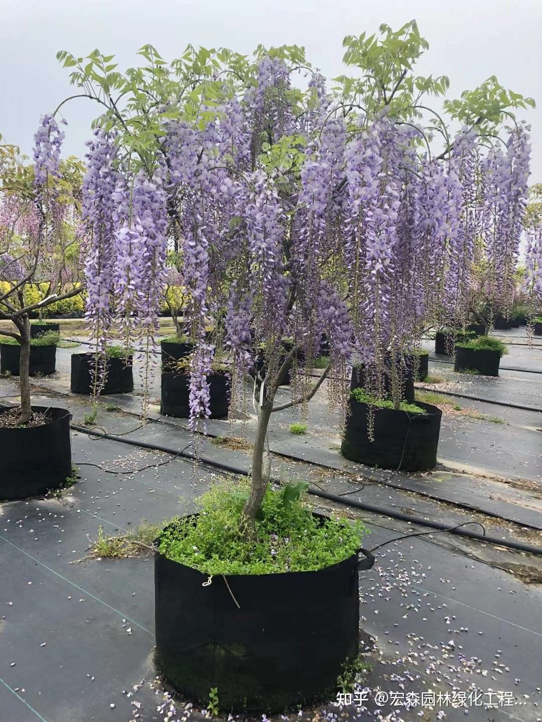 紫藤花如何种植才更容易成活 知乎