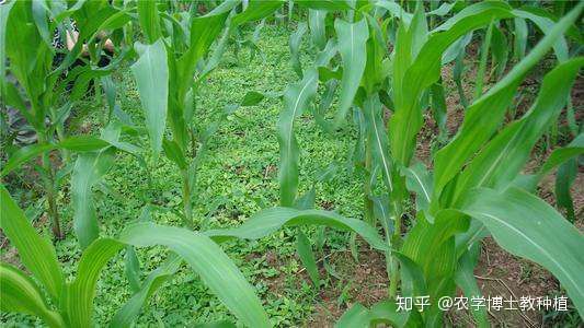 玉米地套种穿心莲模式 增加土地复种指数 助力农户脱贫致富 知乎