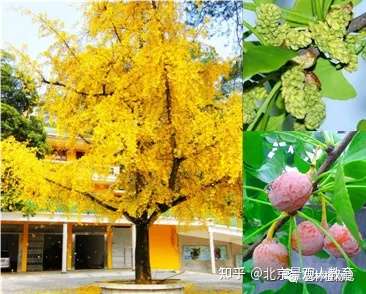 景观人植物理论系列 北方园林绿化常用乔木总述 知乎