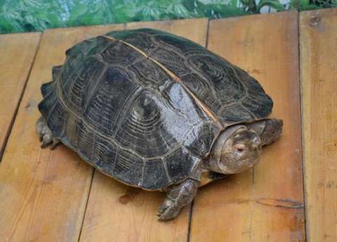 亚洲巨龟是硬壳,半水栖性的亚洲水龟中体型最大的一种.