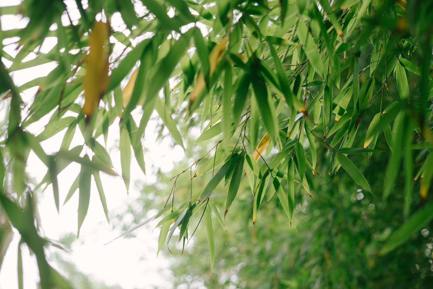 器物纹饰往往讲究图必有意 意必吉祥 梅兰竹菊 知乎