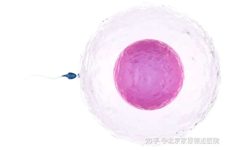 成都借卵试管（除了试管，这个高性价比的助孕技术你一定得知道！）