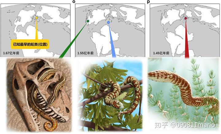 蛇的祖先有没有脚
