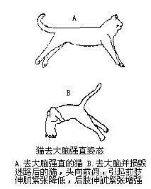 动物角弓反张图片