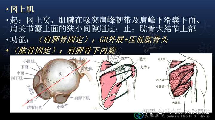 右肩膀前束肌的地方平伸向上举的时候,前束肌的地方会伴随疼痛,需要