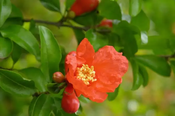 12月下旬诞生花 知乎